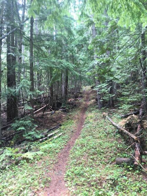 A narrow dirt path winding through a dense, green forest with tall trees and scattered fallen branches.