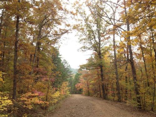 A dirt path winds through a vibrant autumn forest with colorful leaves on trees.