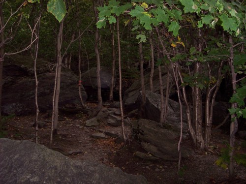A dimly lit forest scene with tall trees, rocky terrain, and scattered leaves on the ground.
