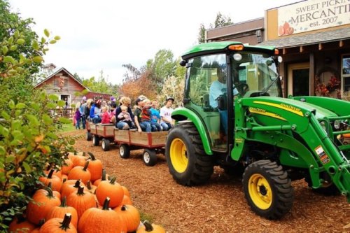 A tractor pulls a wagon of children past pumpkins at a farm, with a shop in the background.