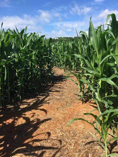 A pathway through tall green corn plants under a blue sky with scattered clouds.
