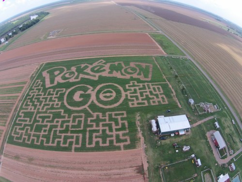 Aerial view of a corn maze shaped like the Pokémon GO logo, surrounded by farmland and fields.