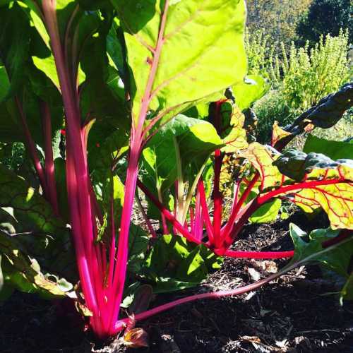 Vibrant Swiss chard plants with bright pink stems and green leaves growing in soil.