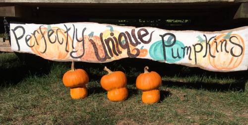 A banner reading "Perfectly Unique Pumpkins" above three small orange pumpkins on grass.