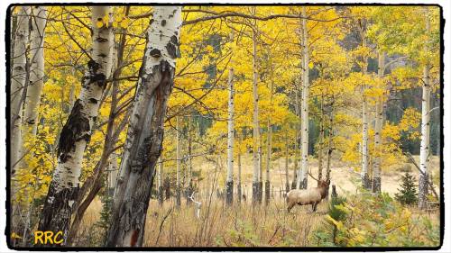 A serene forest scene with golden autumn leaves and an elk grazing among the trees.