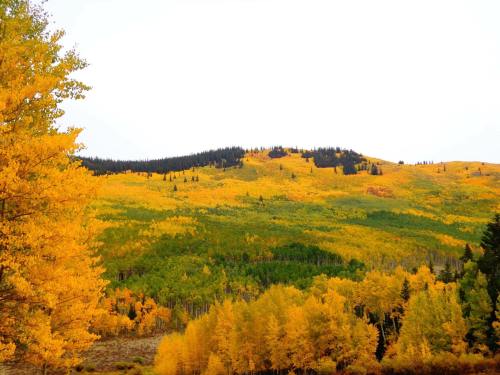 Vibrant autumn landscape with golden aspen trees and rolling hills covered in colorful foliage under a clear sky.