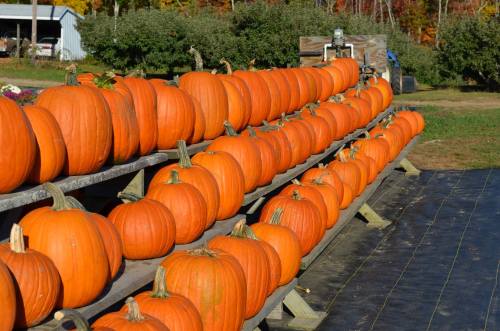 Rows of bright orange pumpkins lined up on wooden shelves at a pumpkin patch, surrounded by autumn foliage.