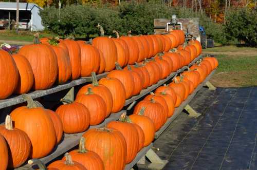 Rows of bright orange pumpkins lined up on wooden shelves at a pumpkin patch, surrounded by autumn foliage.