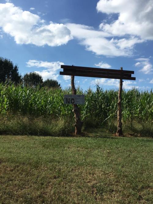 A wooden signpost with a blank top sign and a lower sign reading "NO," set against a backdrop of tall corn plants and blue sky.