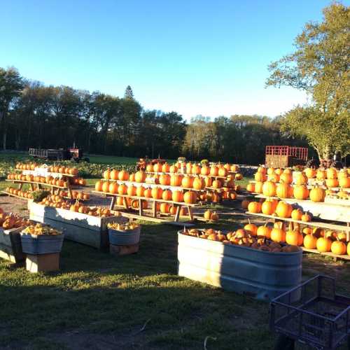 A pumpkin patch with numerous pumpkins displayed on tables and in bins, surrounded by trees and open fields.