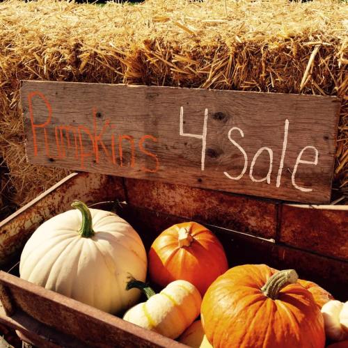 A wooden sign reads "Pumpkins 4 sale" next to a cart filled with various pumpkins and hay in the background.