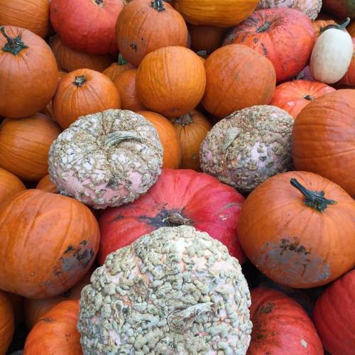 A variety of pumpkins in different colors and sizes, including orange, white, and a unique textured one.