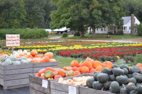 A farm stand displays various pumpkins and gourds, with colorful flowers and a house in the background.