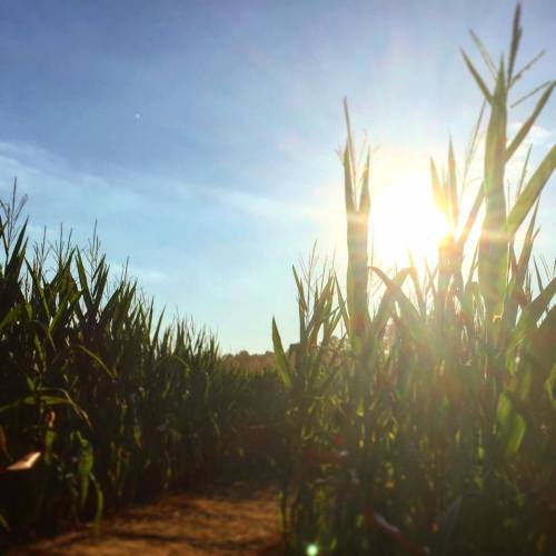 Sunlight filters through tall corn plants in a field, creating a warm, golden atmosphere.
