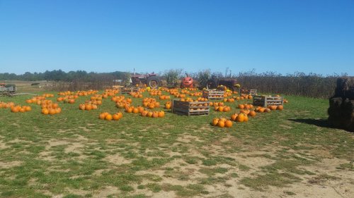 A pumpkin patch with numerous orange pumpkins scattered on the ground, surrounded by wooden crates and a blue sky.
