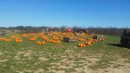 A pumpkin patch with numerous orange pumpkins scattered on the ground, surrounded by wooden crates and a blue sky.