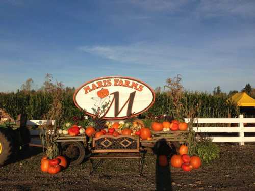 Sign for Maris Farms with pumpkins and a bench in front, surrounded by cornfields under a clear blue sky.