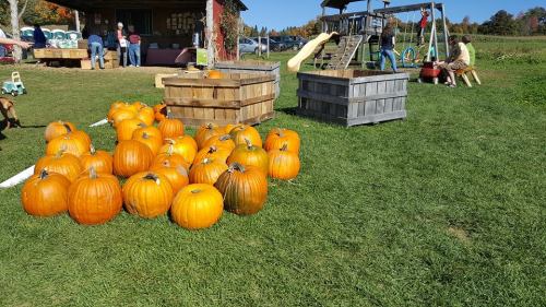 A sunny outdoor scene with several orange pumpkins stacked on grass near wooden crates and playground equipment.