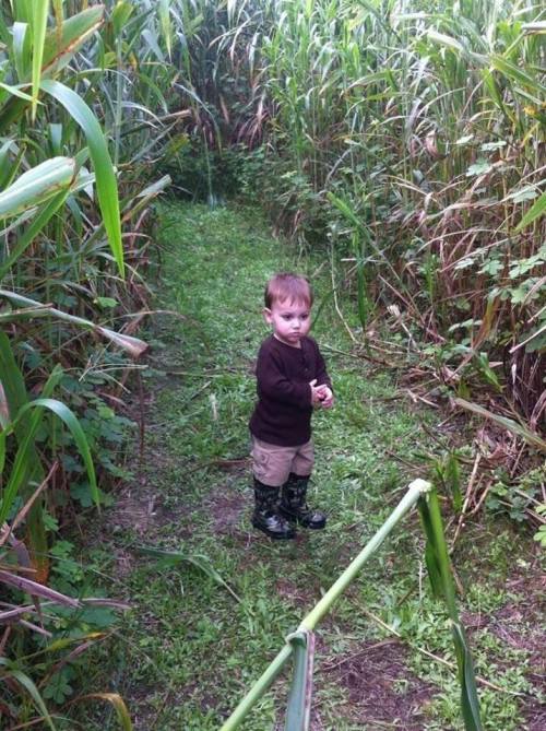A toddler in a brown sweater and boots stands on a path surrounded by tall green plants.