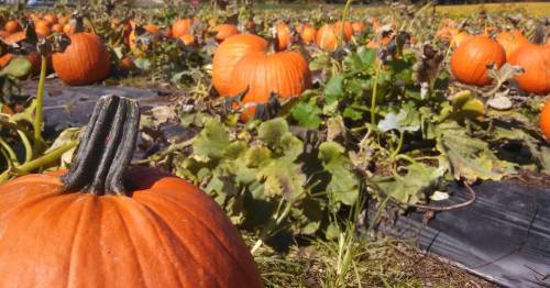 A field of bright orange pumpkins surrounded by green leaves and vines under a clear blue sky.