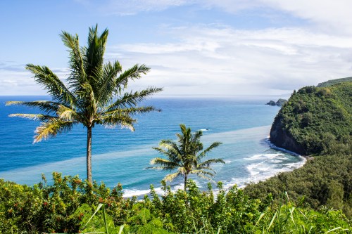 Lush green palm trees overlook a serene blue ocean and coastline under a bright sky.