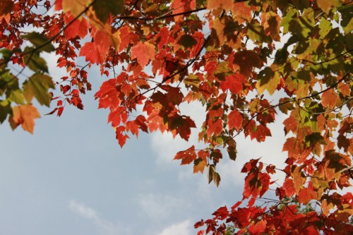 Vibrant autumn leaves in shades of red and green against a blue sky.