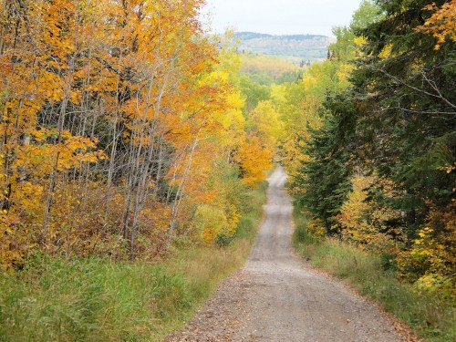 A gravel road winds through a vibrant autumn forest with colorful yellow and orange leaves.