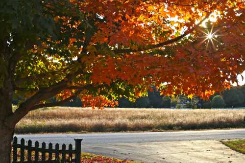 A vibrant autumn scene with a tree displaying orange leaves, sunlight shining through, and a field in the background.