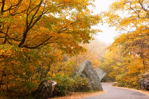 A winding road surrounded by vibrant autumn foliage and large rocks in a misty forest.