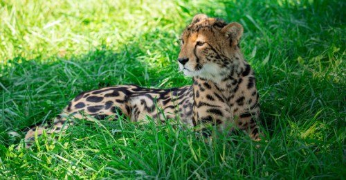 A leopard lounging in green grass, showcasing its distinctive spotted coat and alert expression.