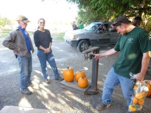 A man weighs pumpkins on a scale while two people watch, with a car parked in the background on a gravel path.