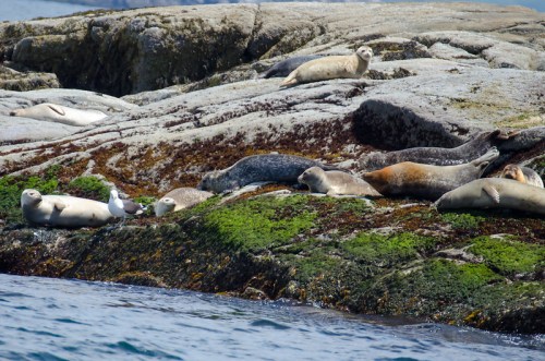 Seals lounging on rocky shore covered in moss, with a seagull nearby and water in the foreground.