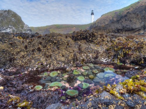 A rocky shoreline with tide pools filled with colorful sea anemones, with a lighthouse in the background under a cloudy sky.
