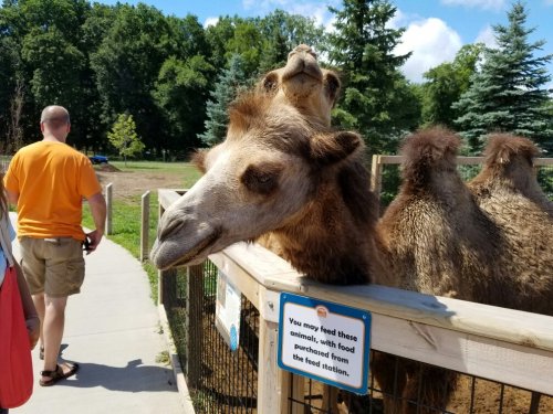 Two camels with curious expressions lean over a fence, while a person walks by in the background.