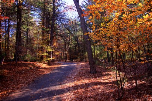 A winding path through a forest with vibrant autumn leaves and sunlight filtering through the trees.
