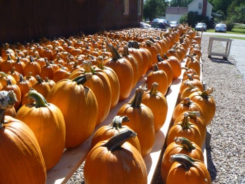 A large display of bright orange pumpkins arranged on a wooden table outdoors.