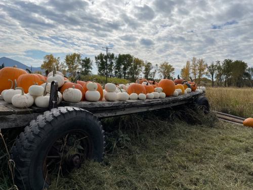 A rustic wagon filled with various pumpkins and gourds, set against a cloudy sky and autumn trees.