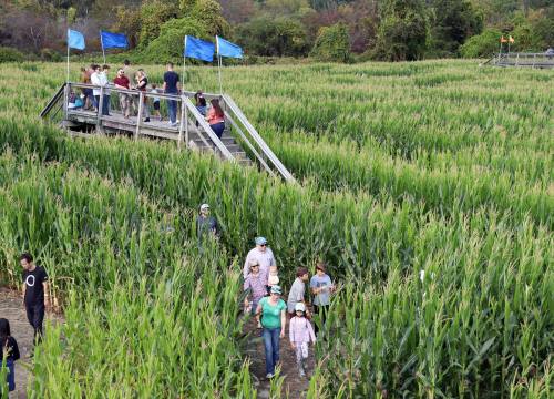 A crowd of people walking through a cornfield with blue flags and a wooden walkway in the background.