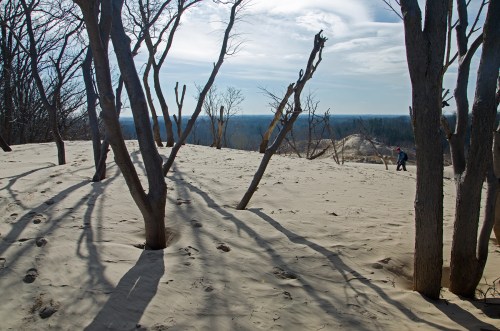 A sandy landscape with sparse trees casting long shadows, and a person walking in the distance under a cloudy sky.