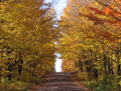 A serene dirt road lined with vibrant autumn trees in shades of yellow and orange, leading into the distance.