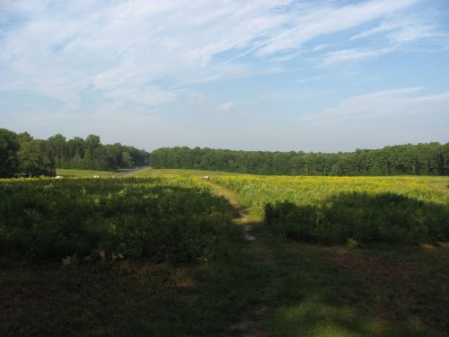 A wide, open field with green grass and yellow wildflowers, bordered by trees under a blue sky with scattered clouds.