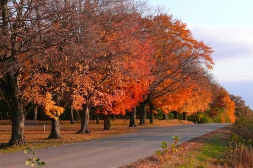 A scenic road lined with trees displaying vibrant autumn foliage in shades of orange and yellow.