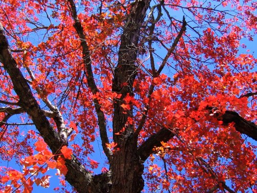 A vibrant tree with bright red leaves against a clear blue sky.