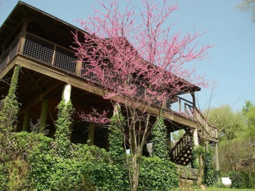 A two-story wooden house surrounded by greenery and a blooming pink tree in the foreground.