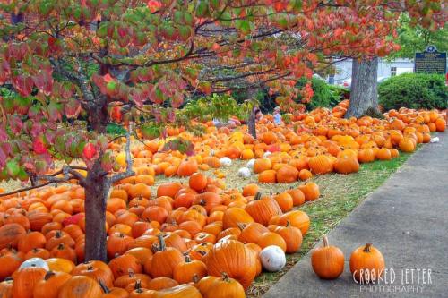 A vibrant display of orange pumpkins scattered on the ground, surrounded by colorful autumn leaves.