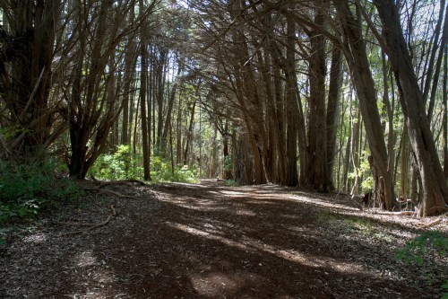 A serene forest path lined with tall trees, dappled sunlight filtering through the leaves onto the earthy trail.