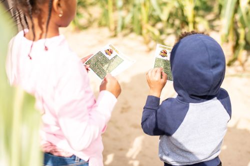 Two children hold maps while exploring a corn maze, surrounded by tall corn plants on a sunny day.