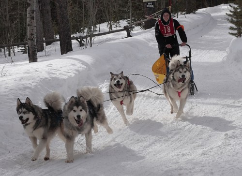 A person in a red jacket rides a sled pulled by three energetic dogs on a snowy trail.