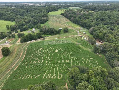 Aerial view of a corn maze featuring "Ramsey's Farm since 1860" and a sun design, surrounded by lush greenery.