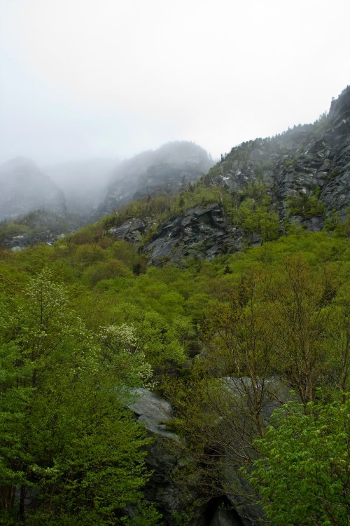 Foggy mountains rise above a lush green forest, creating a serene and mysterious landscape.
